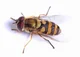 hoverfly