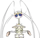 Skiddish Pheromosa