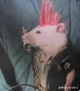 Punk Rat