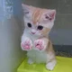 Kitten