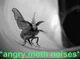 Angy moth