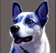 Bluey