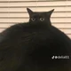 Fat cat