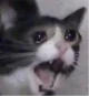 Screaming cat