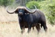 African Buffalo 