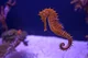 seahorse