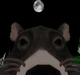 Rat