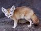 Desert Fox