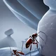 Ant