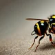 Wasp
