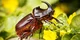 rhino Beetle