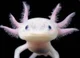 Talking Axolotl