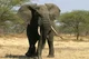 African Elephant 
