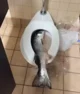 Toilet Fish