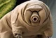 Tardigrade