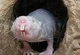 Mole Rat