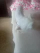 Docha