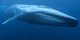 Blue Whale 