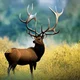 Elk