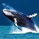 Humpback whale 