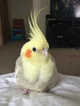 Cockatiel