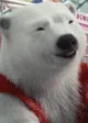 Jimmy the polar bear