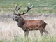 red deer