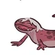 Dante the Gecko
