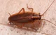 Cockroach