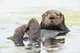 Sea Otter