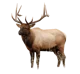 elk