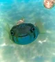 Puffer fish 