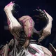 Nidus