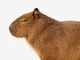 Capybara Real
