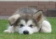 Malamute Puppy