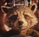 Rocket raccon 