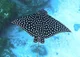 Eagle ray