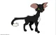 Ravenpaw