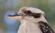 Laughing Kookaburra