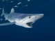 Blue shark