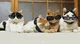 The Cool Cats 