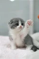 Gatito 