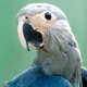 Spixs Macaw