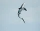 Thresher shark