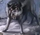 Lobo Solitario 