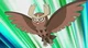 Noctowl