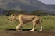 Smilodon 