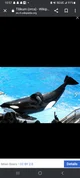 Tilikum -Orca- 