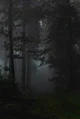 Dark Forest