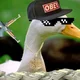 Cool goose